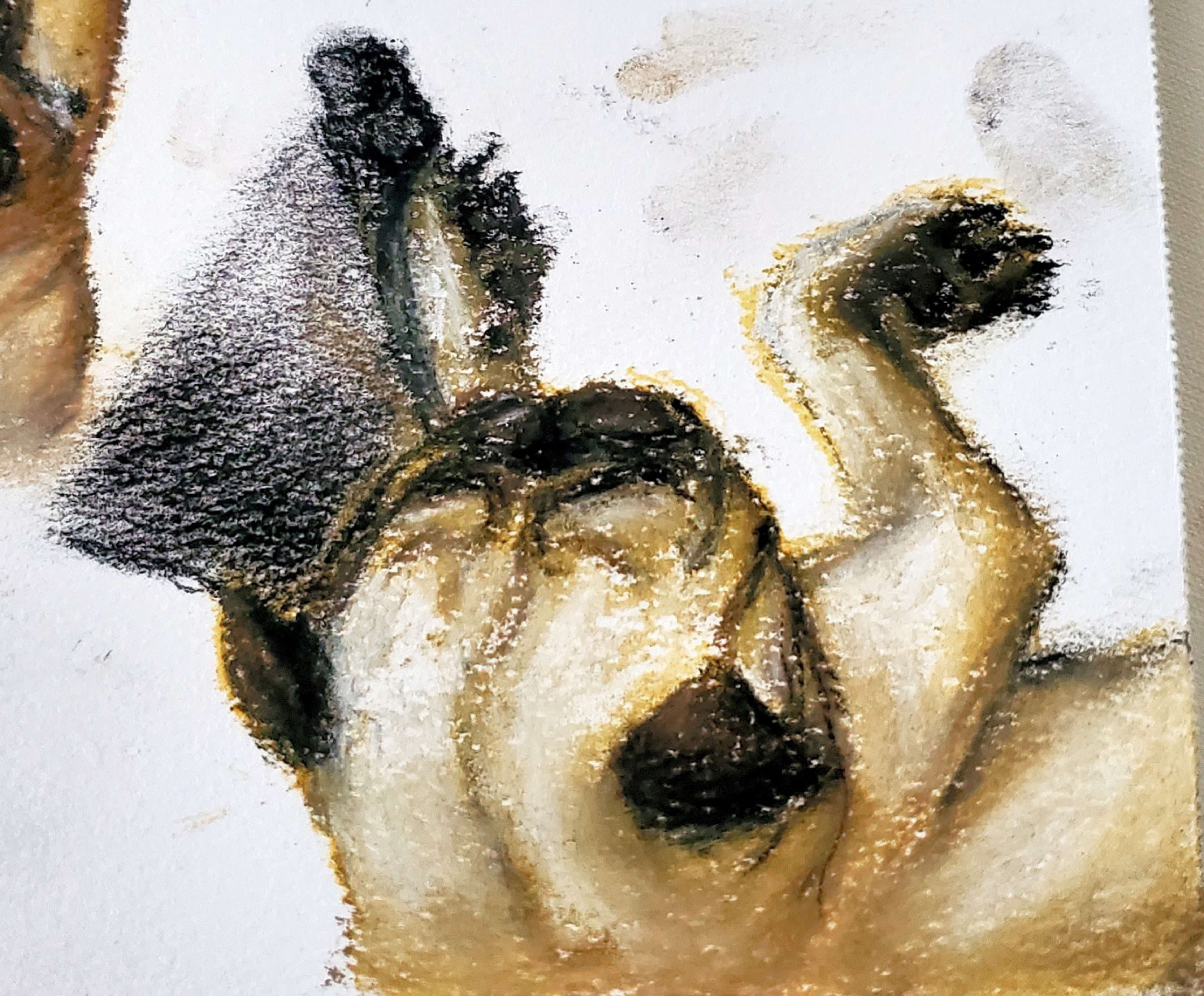 Nupastel drawing of Sonia the pug on watercolor paper.